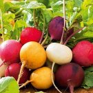 45 Radish Rainbow Mixed seeds---vegetable seeds---gardening---gifts