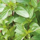 40 Peppermint seeds---Herb seeds--Plant seeds--Gardening--Seeds--Gift