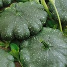 12 Squash Patty Pan Greendisc F1 seeds----vegetable seeds—plant seeds—seeds gift
