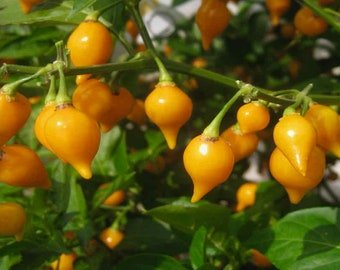 15 PEPPER BUTTON YELLOW seeds