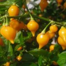 15 PEPPER BUTTON YELLOW seeds