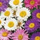 35 Mixed Colour Aster Alpinus Seeds---Flower seeds--Plant seeds--Gardening--Seeds--Gift