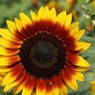 20 SUNFLOWER 'Rings of Fire' seeds---Flower seeds--Plant seeds--Gardening--Seeds--Gift