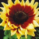 20 SUNFLOWER 'Floren' seeds---Flower seeds---Plant seeds---Gardening gifts