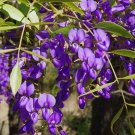 15 Tree Wisteria seeds—Bolusanthus speciosus seeds--tree seeds--Plant seeds--Gardening--Seeds--Gif