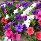 35 Petunia Hybrida Mixed Seeds---Flower seeds--Plant seeds--Gardening--Seeds--Gift