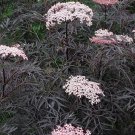 15 Black Sambucus nigra 'Black Frills' seeds---Black Elderflower seeds--Plant seeds--Gardening--Seed
