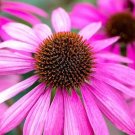 30 Echinacea Purpurea Seeds---Flower seeds--Plant seeds--Gardening--Seeds--Gift