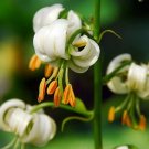15 LILIUM MARTAGON (White) seeds---Flower seeds--Plant seeds--Gardening--Seeds--Gift
