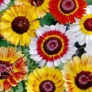 25 Chrysanthemum Carinatum Rainbow Dazzler Mixed Seeds---Flower seeds--Plant seeds--Gardening--Seeds