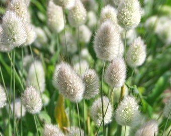 30 BUNNY TAILS GRASS seeds---Flower seeds--Plant seeds--Gardening--Seeds--Gift