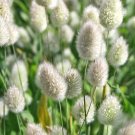 30 BUNNY TAILS GRASS seeds---Flower seeds--Plant seeds--Gardening--Seeds--Gift