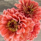 20 Zinnia 'Salmon Queen' Seeds---Flower seeds--Plant seeds--Gardening--Seeds--Gift