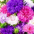 20 Paeony Aster 'Delicate Pink' Seeds---Flower seeds--Plant seeds--Gardening--Seeds--Gift