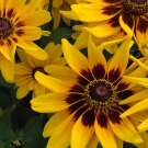25 Rudbeckia 'Sputnik' Seeds---Flower seeds--Plant seeds--Gardening--Seeds--Gift