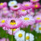 25 Acroclinium Grandiflorum Mixed Seeds---Flower seeds--Plant seeds--Gardening--Seeds--Gift