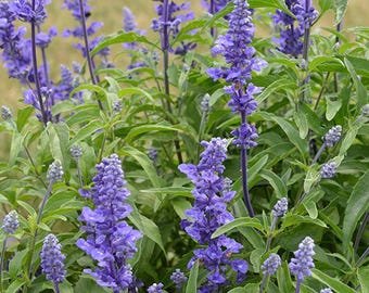 25 Salvia Farinacea Deep Blue Seeds---Flower seeds--Plant seeds--Gardening--Seeds--Gift
