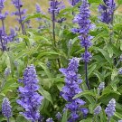 25 Salvia Farinacea Deep Blue Seeds---Flower seeds--Plant seeds--Gardening--Seeds--Gift