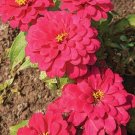 20 Zinnia Elegans Cherry Queen Seeds---Flower seeds--Plant seeds--Gardening--Seeds--Gift