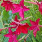 50 Nicotiana alata 'Crimson Bedder' Seeds---Flower seeds--Plant seeds--Gardening--Seeds--Gift