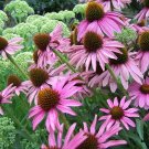 20 Echinacea Purpurea 'Brilliant Star' Seeds---Flower seeds--Plant seeds--Gardening--Seeds--Gift