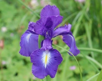 15 Blue Iris latifolia seeds---Flower seeds--Plant seeds--Gardening--Seeds--Gift