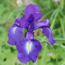 15 Blue Iris latifolia seeds---Flower seeds--Plant seeds--Gardening--Seeds--Gift