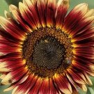 25 SUNFLOWER 'Indian Blanket' seeds---Flower seeds---Plant seeds---Gardening gifts
