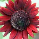 15 SUNFLOWER 'Claret' seeds---Flower seeds--Plant seeds--Gardening--Seeds--Gift