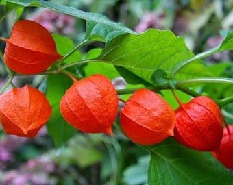 25 Chinese latern berry seeds&acirc;��-physalis alkekengi seeds&acirc;��-Fruit seed&acirc;��-seed gift