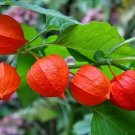 25 Chinese latern berry seeds—-physalis alkekengi seeds—-Fruit seed—-seed gift