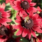 15 Rudbeckia 'Cherry Brandy' seeds---Flower seeds--Plant seeds--Gardening--Seeds--Gift