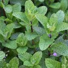 35 Spearmint seeds---Herb seeds--Plant seeds--Gardening--Seeds--Gift