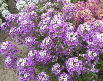 35 Lobularia Maritima Amethyst Wave Seeds---Flower seeds--Plant seeds--Gardening--Seeds--Gift