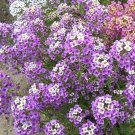 35 Lobularia Maritima Amethyst Wave Seeds---Flower seeds--Plant seeds--Gardening--Seeds--Gift