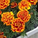 15 Marigold Honeycomb Glowing Embers Seeds---Flower seeds--Plant seeds--Gardening--Seeds--Gift