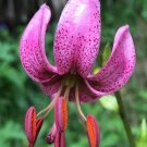 15 LILIUM MARTAGON (PINK) seeds---Flower seeds--Plant seeds--Gardening--Seeds--Gift