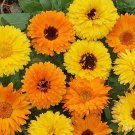 25 Calendula Officinalis Pacific Beauty Mixed Seeds---Flower seeds--Plant seeds--Gardening--Seeds--G