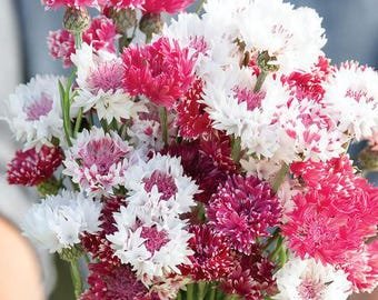 20 Centaurea Cyanus 'Classic Romantic' Seeds---Flower seeds--Plant seeds--Gardening--Seeds--Gift