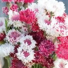 20 Centaurea Cyanus 'Classic Romantic' Seeds---Flower seeds--Plant seeds--Gardening--Seeds--Gift
