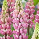 15 Pink Lupin 'The Chatelaine' Seeds---Flower seeds--Plant seeds--Gardening--Seeds--Gift