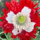 30 Poppy Papaver Somniferum 'Victoria Cross' Seeds---Flower seeds--Plant seeds--Gardening--Seeds--Gi