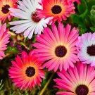 25 Mesembryanthemum Criniflorum 'Harlequin' Seeds---Flower seeds--Plant seeds--Gardening--Seeds--Gif