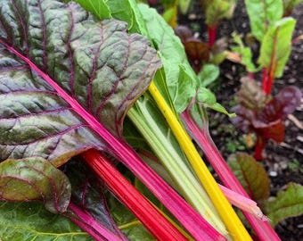 45 Swiss Chard 'Rainbow mix' seeds----vegetable seeds&acirc;��plant seeds&acirc;��seeds gift