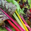 45 Swiss Chard 'Rainbow mix' seeds----vegetable seeds—plant seeds—seeds gift