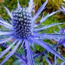 25 Eryngium planum seeds---Flower seeds--Plant seeds--Gardening--Seeds--Gift