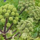 25 Angelica Taiwaniana Seeds---Flower seeds--Plant seeds--Gardening--Seeds--Gift