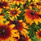 30 RUDBECKIA HIRTA 'Autumn Forest' Seeds---Flower seeds--Plant seeds--Gardening--Seeds--Gift