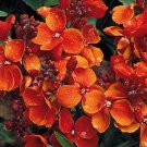 20 Wallflower 'Scarlet Bedder' Seeds---Flower seeds--Plant seeds--Gardening--Seeds--Gift