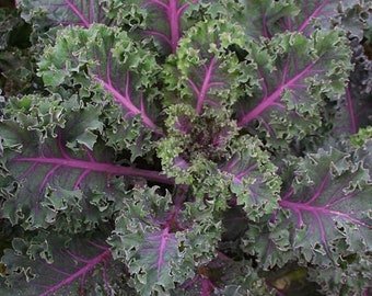 25 Kale Midnight Sun seeds----vegetable seeds&acirc;��plant seeds&acirc;��seeds gift